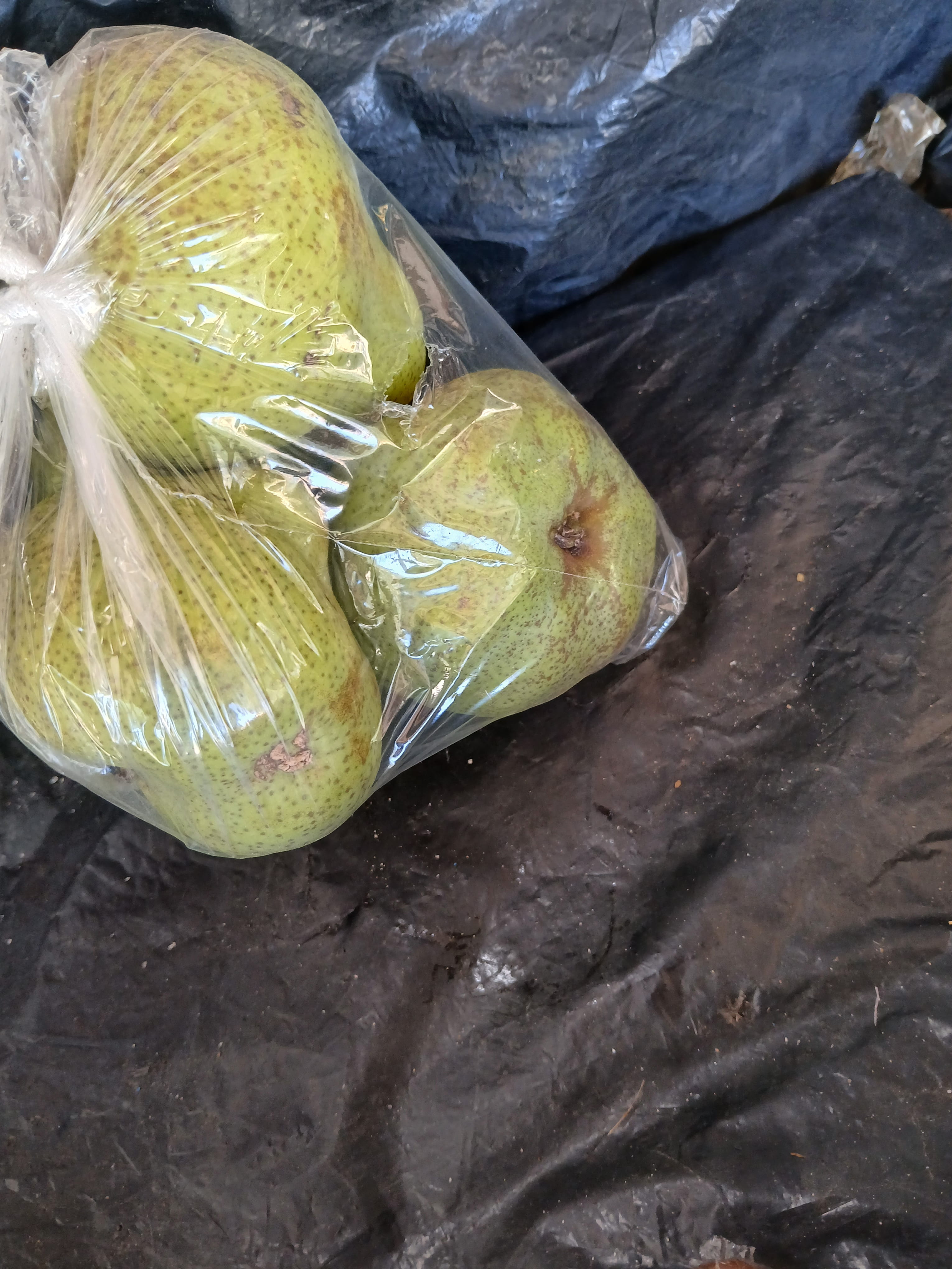 Pears