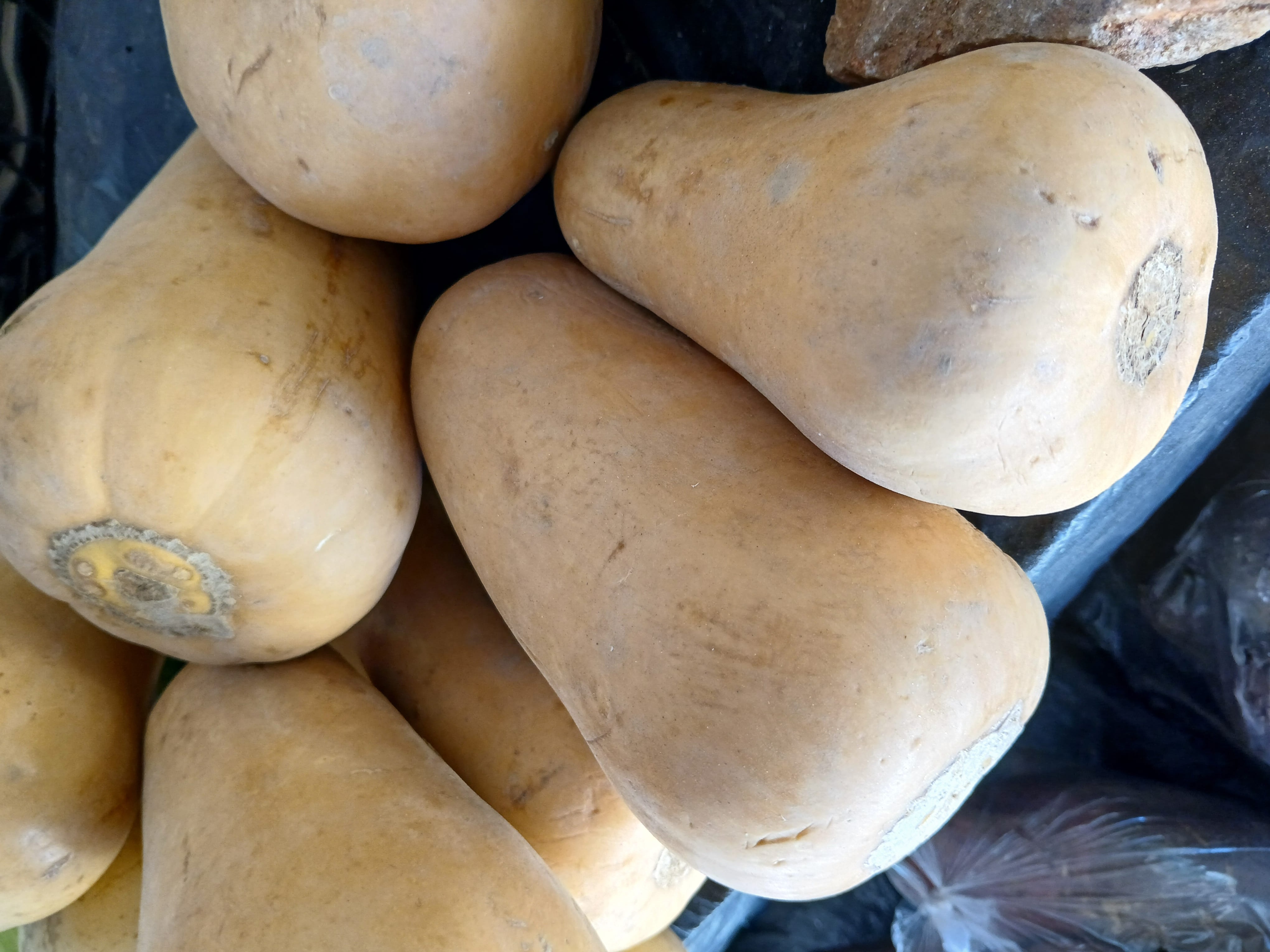 Butternut