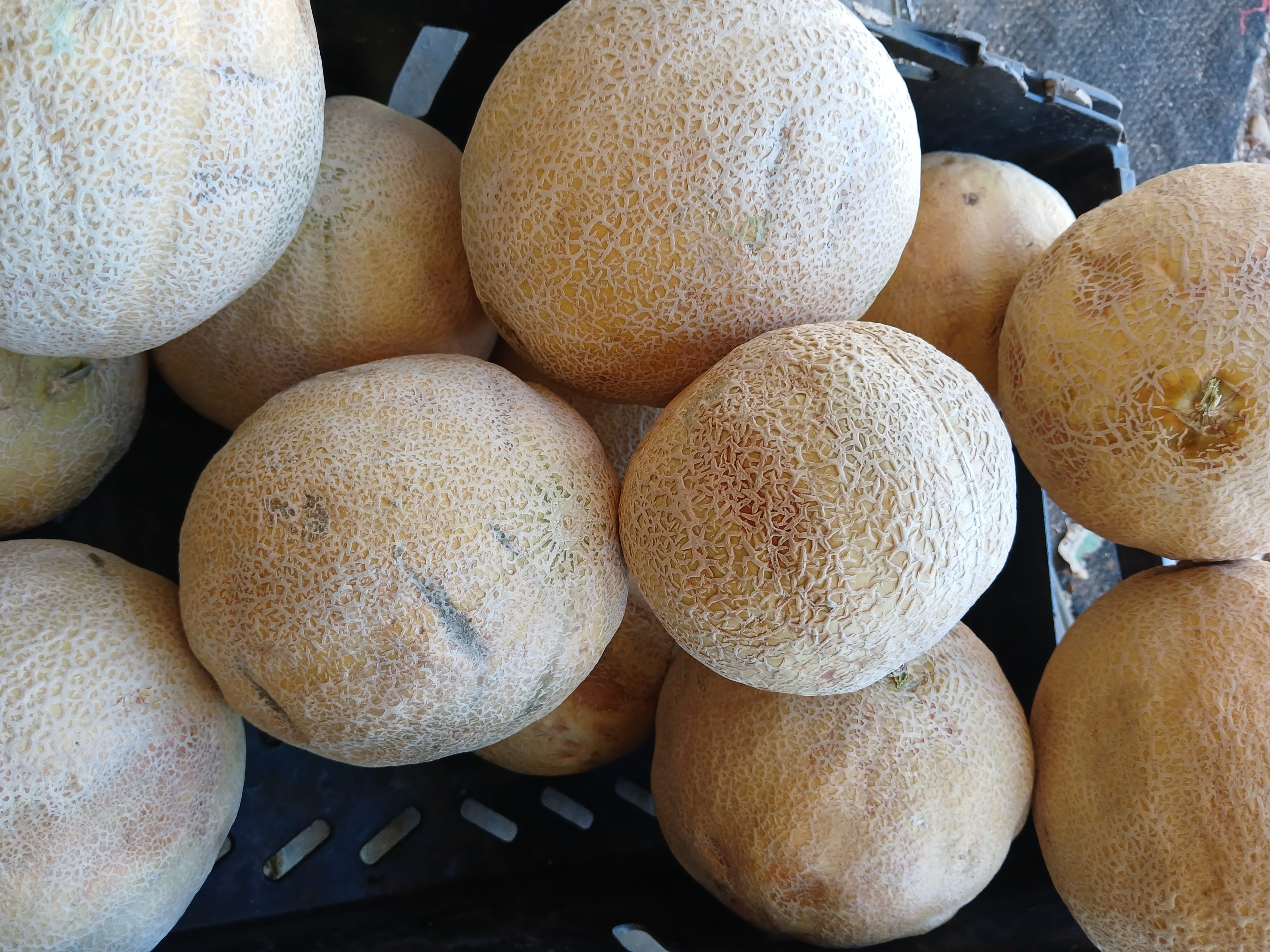 Cantaloupe